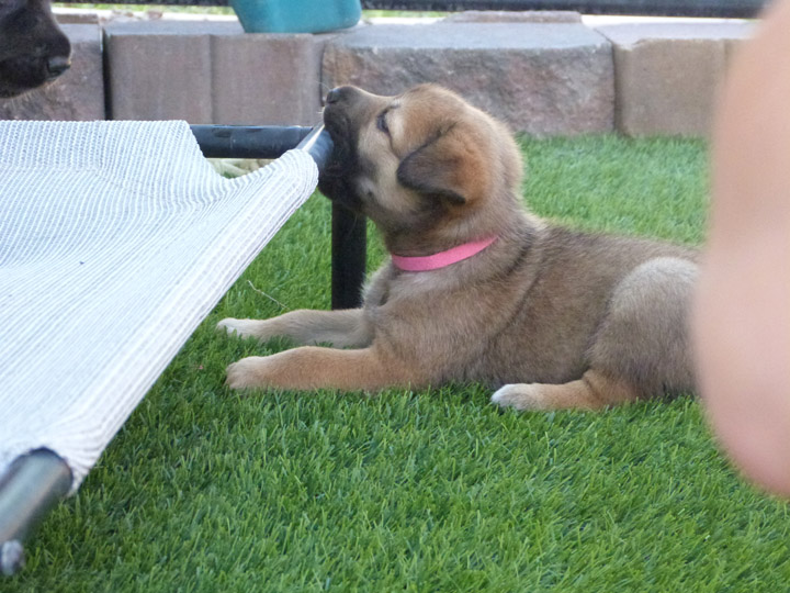 chinook dog